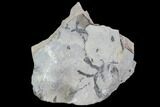 Detailed Silurian Fossil Algae (Leveillites) - Estonia #91895-1